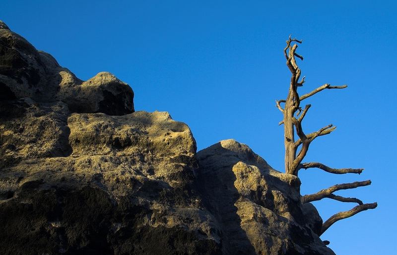 Baum am Schrammsteingratweg im Abendlicht