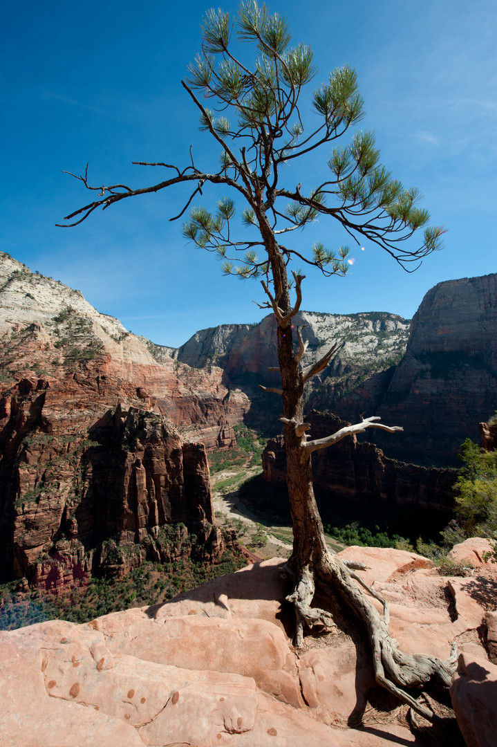 Baum am Scout Overlook