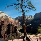 Baum am Scout Overlook