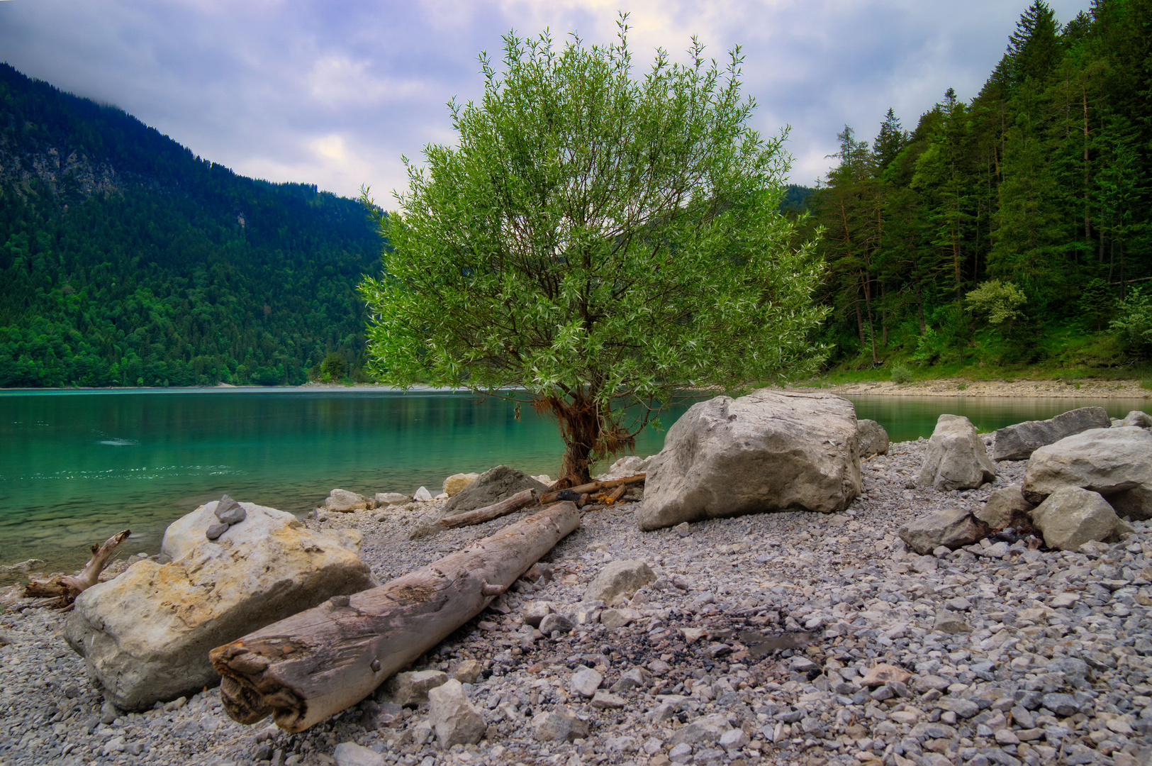 Baum am See