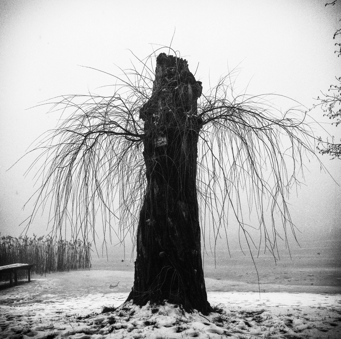 Baum am See 1