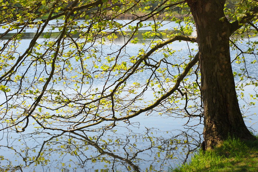 Baum am See