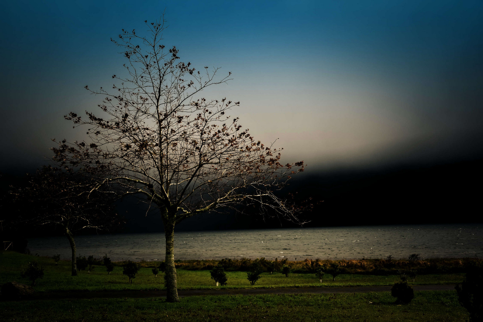 Baum am See 2