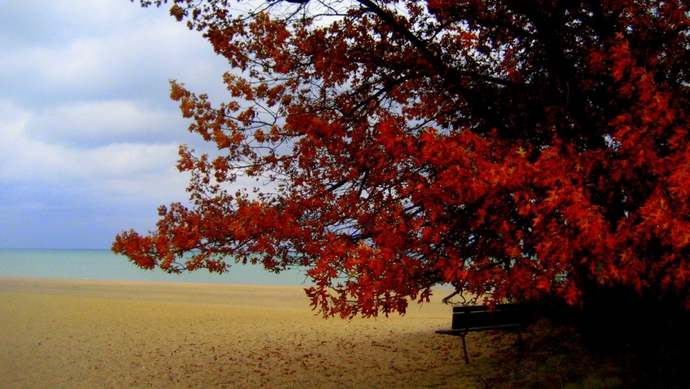 Baum am See