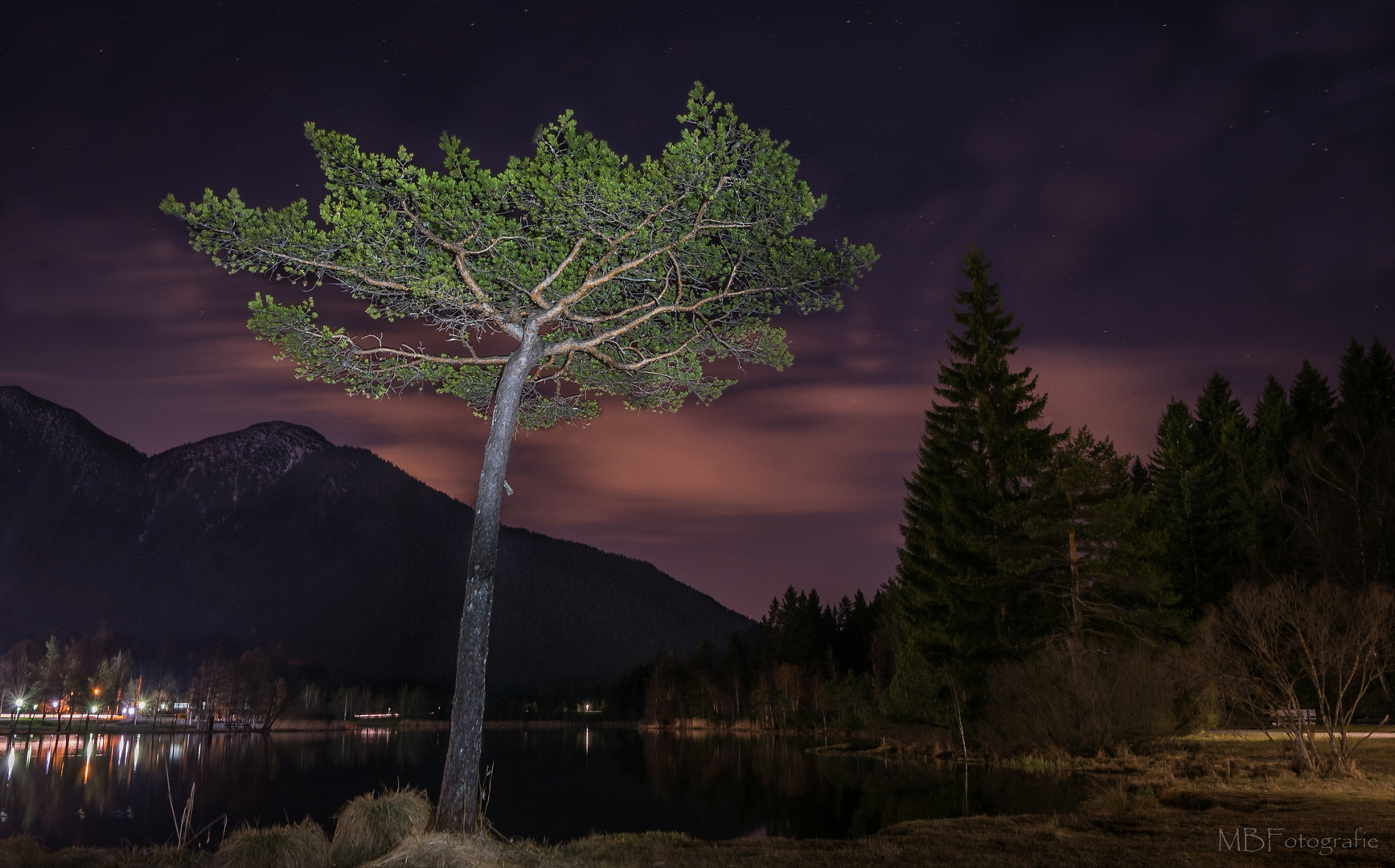 Baum am See