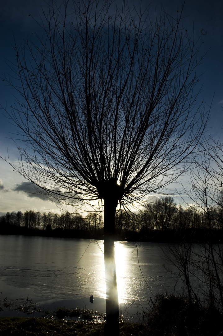 Baum am See