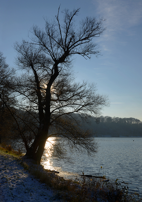 Baum am See