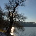 Baum am See