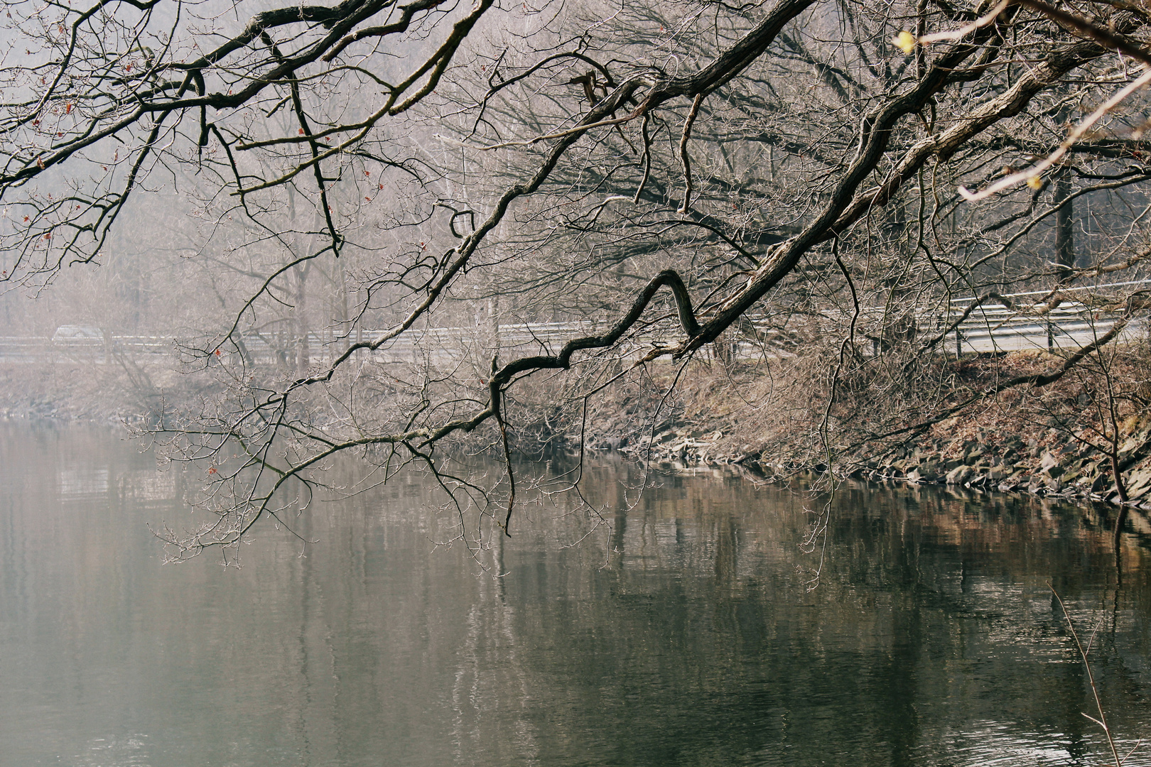 Baum am See