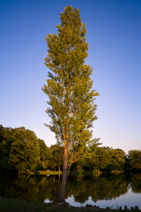 Baum am See