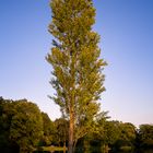 Baum am See