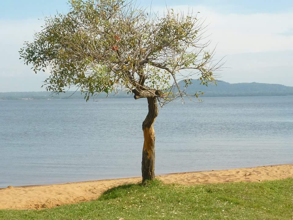 - Baum am See  - 