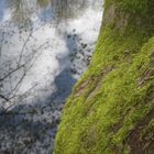 Baum am See