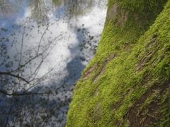 Baum am See