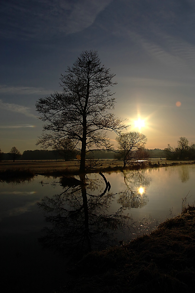 Baum am See