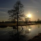 Baum am See