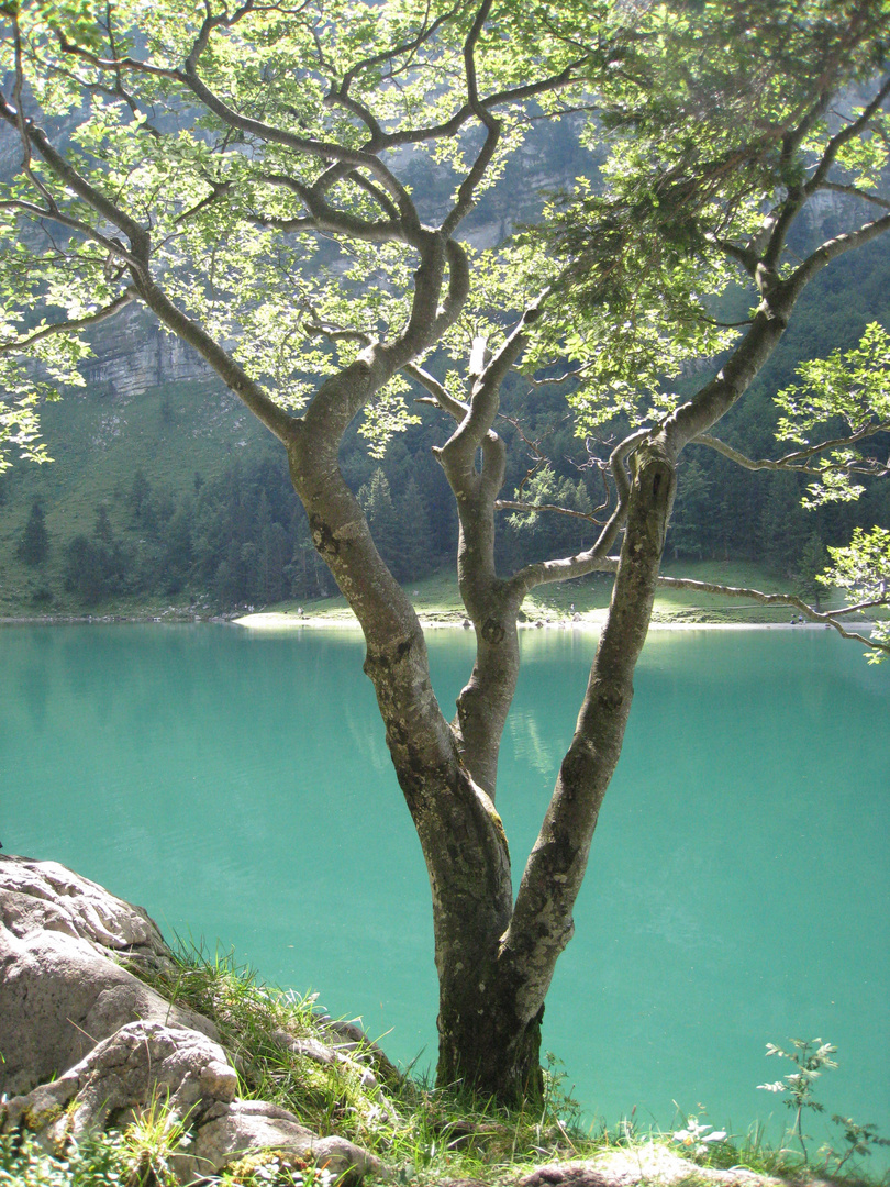 baum am see