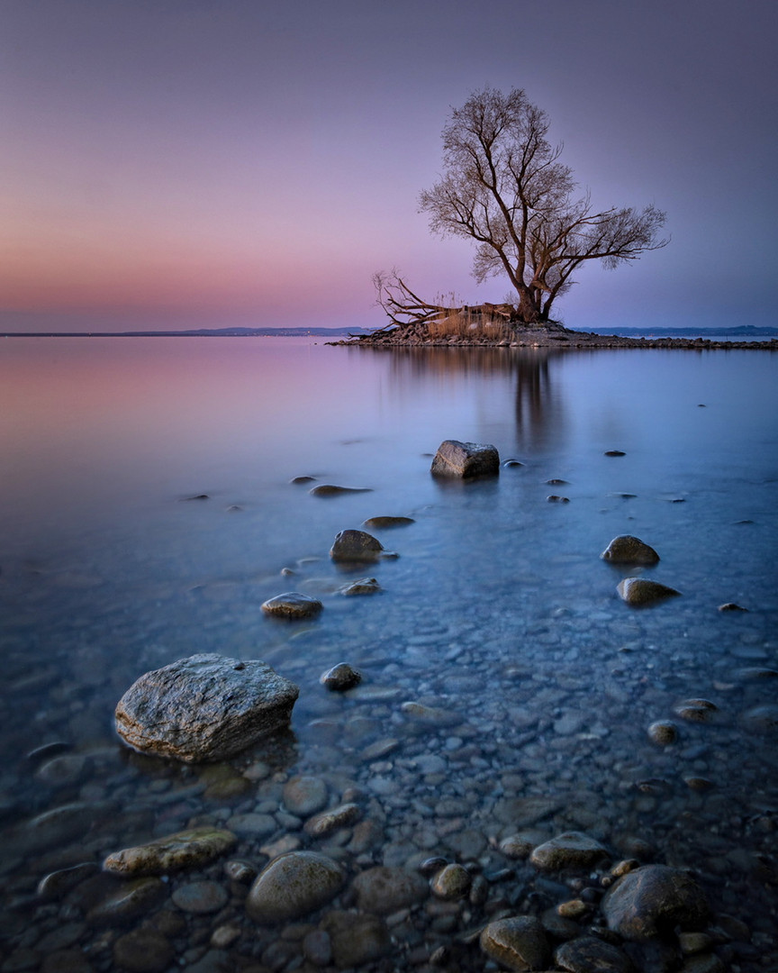 Baum am See