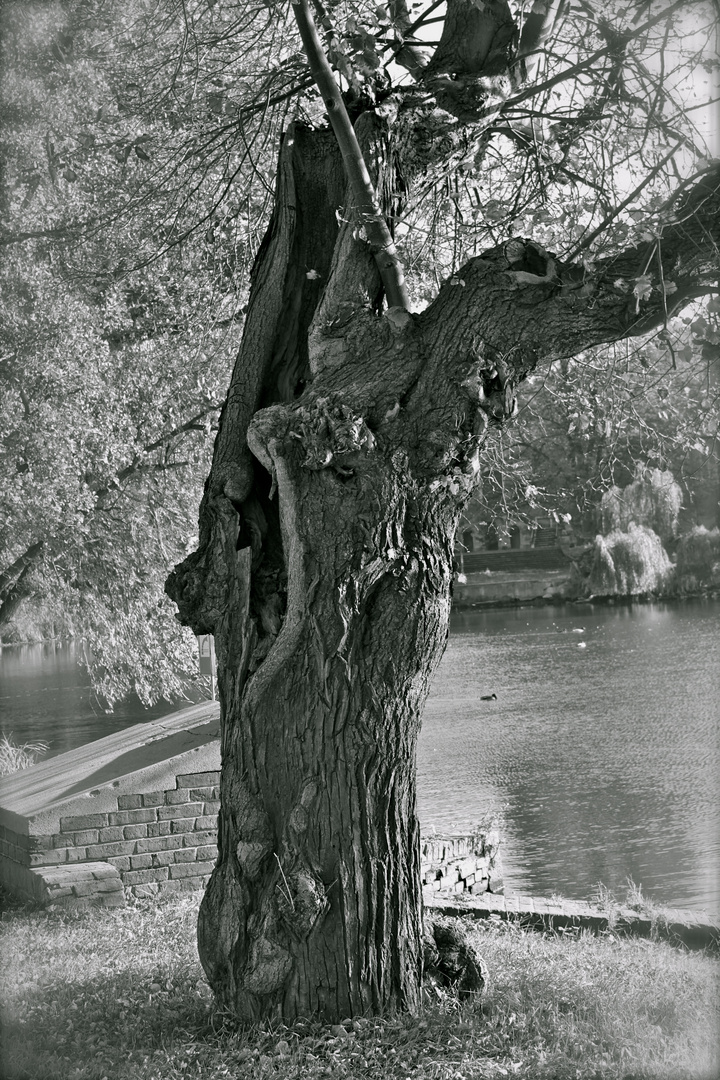 Baum am See