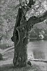 Baum am See