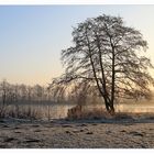 Baum am See