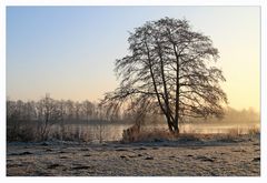 Baum am See