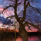 Baum am See