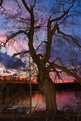 Baum am See