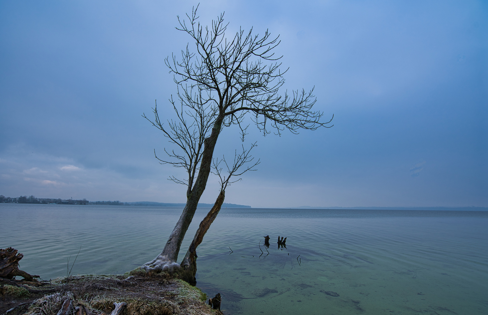 Baum am See 