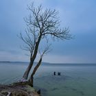 Baum am See 