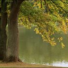 baum am see 