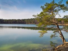 Baum am See