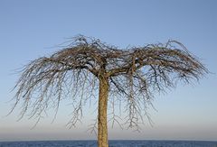 Baum am See