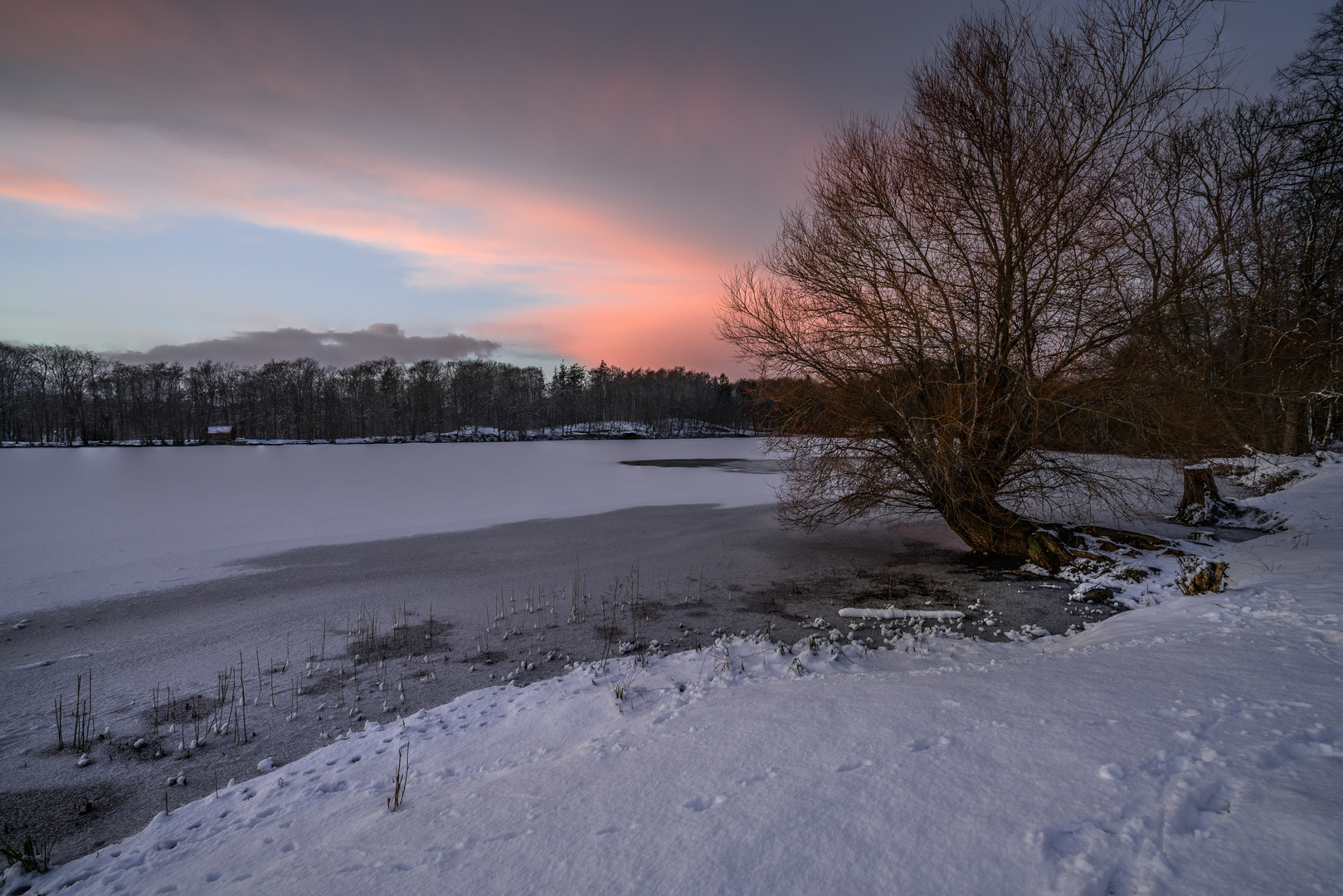 Baum am See