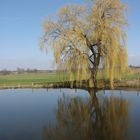 Baum am See