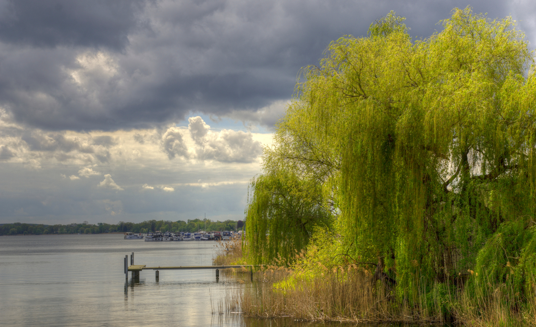 Baum am See