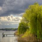 Baum am See