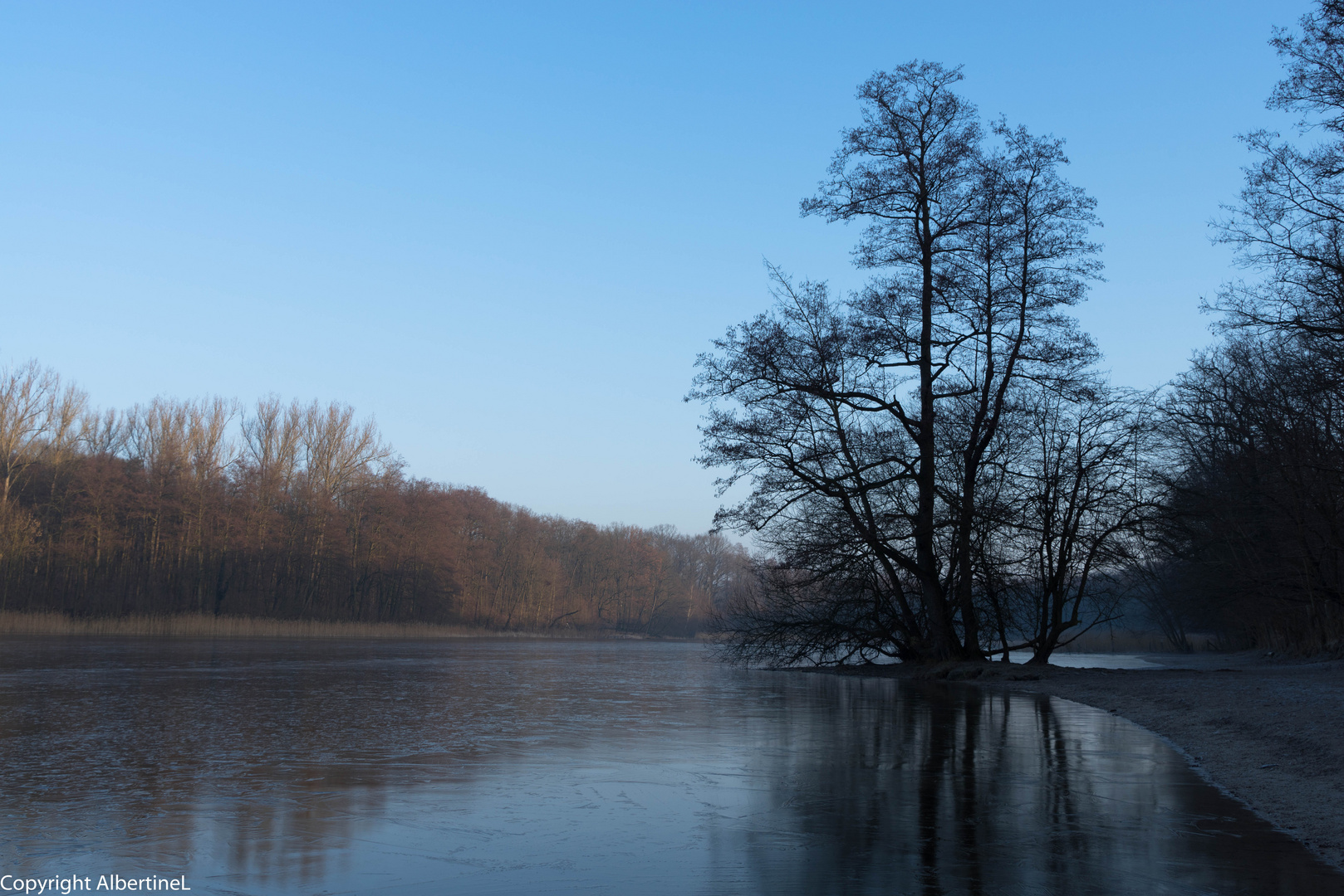 Baum am See am Morgen