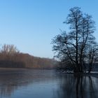 Baum am See am Morgen