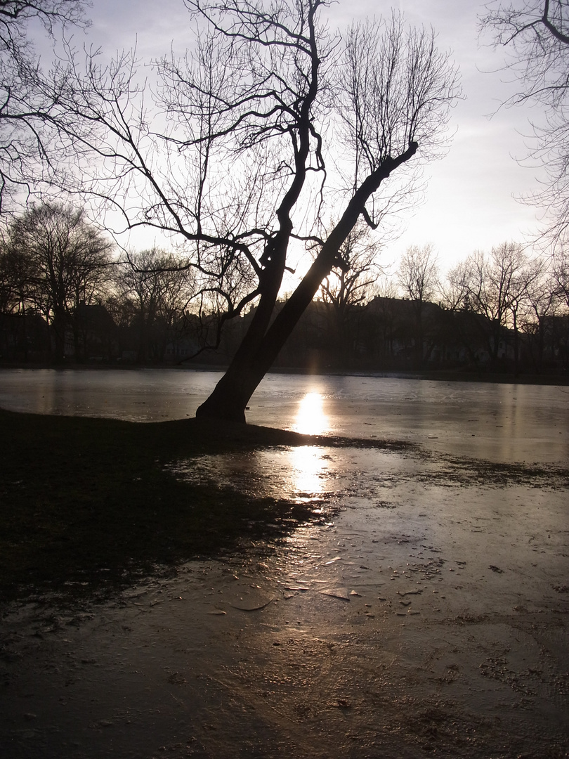 Baum am See