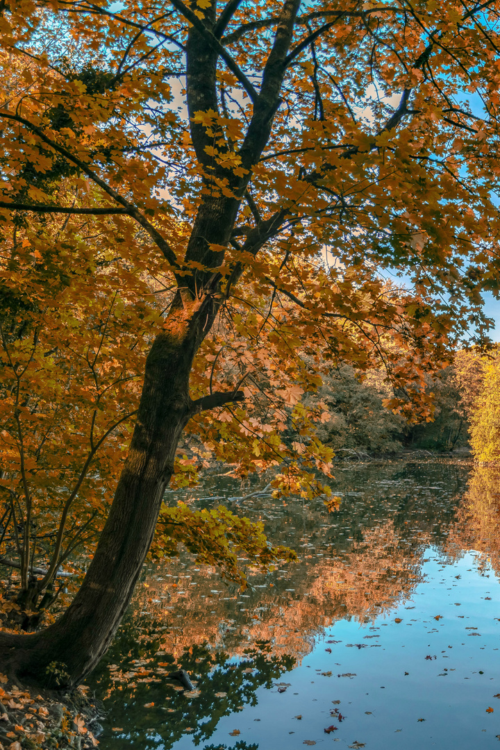 Baum am See 