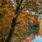 Baum am See 