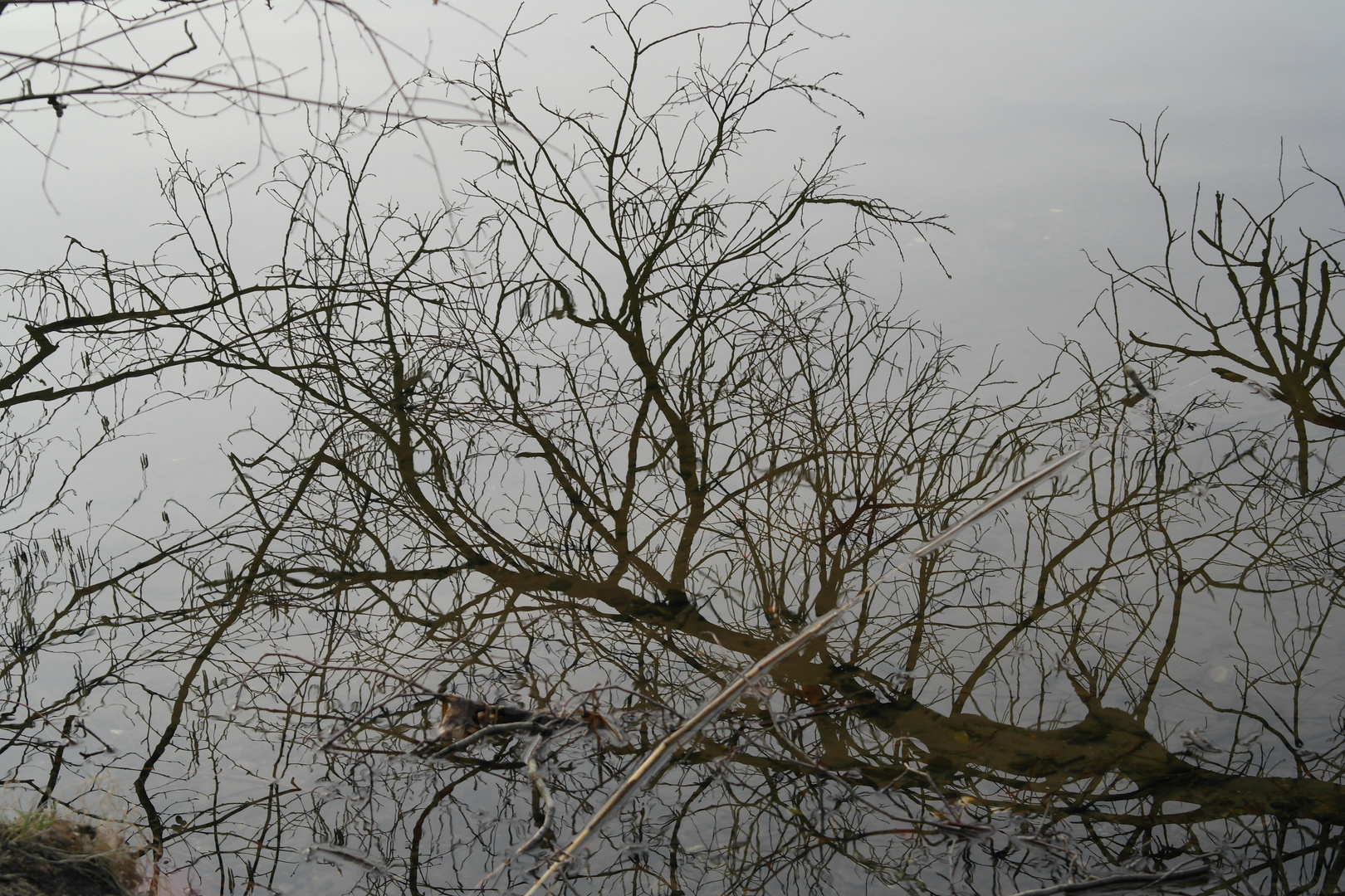 Baum am See