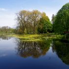 Baum am See