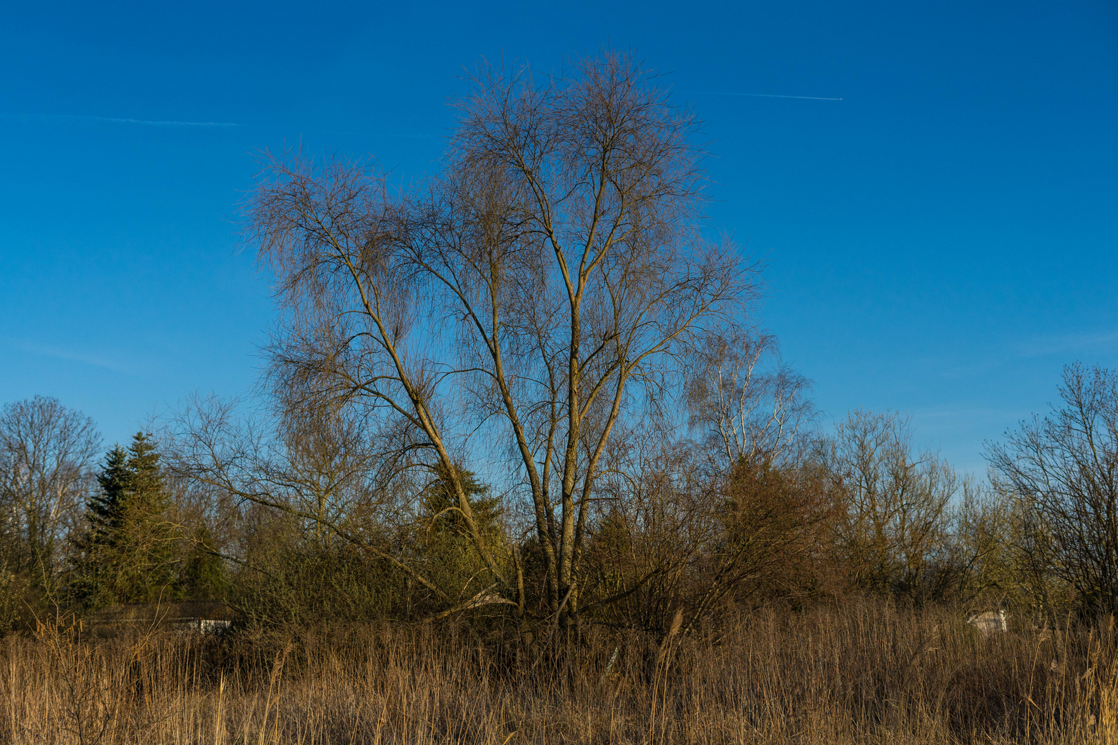 Baum am See