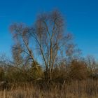 Baum am See