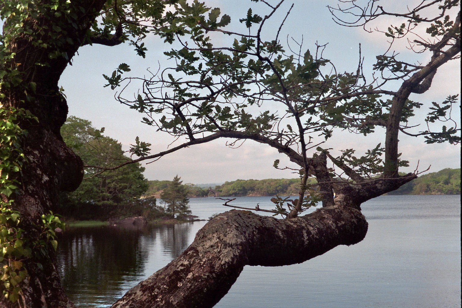 Baum am See