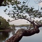 Baum am See