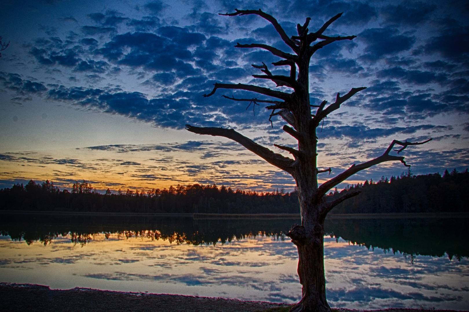 Baum am See