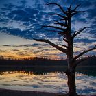 Baum am See